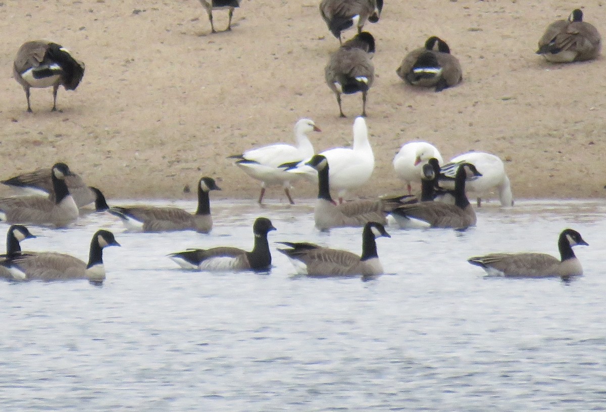Brant (Atlantic) - ML613204308