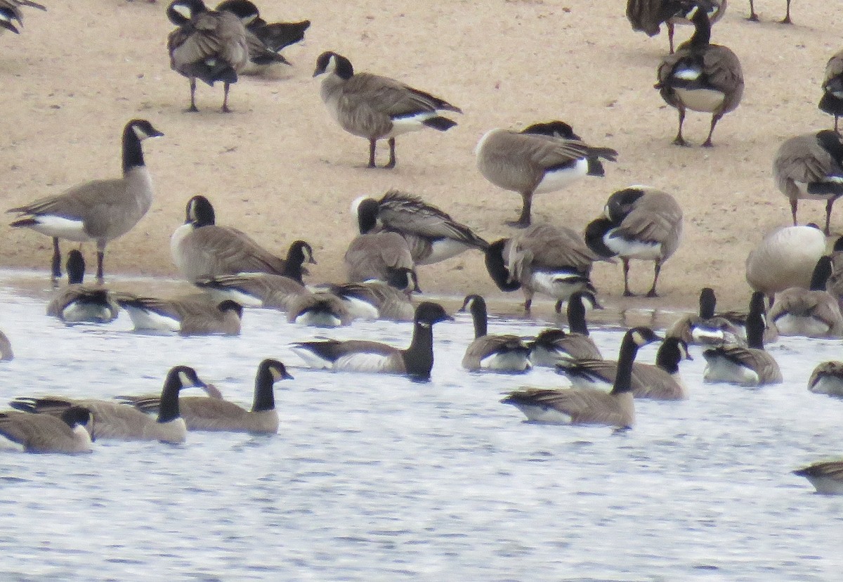 Brant (Atlantic) - ML613204310