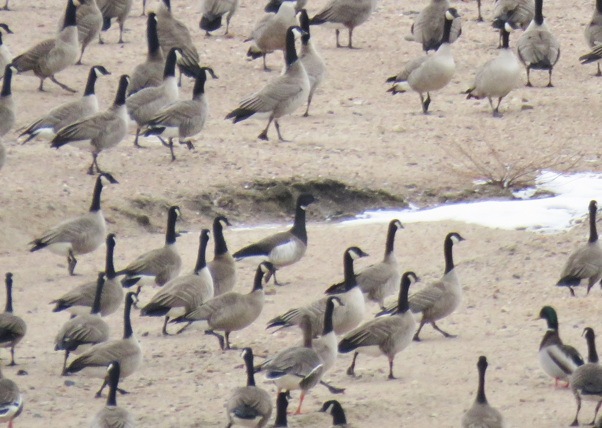 Brant (Atlantic) - ML613204316