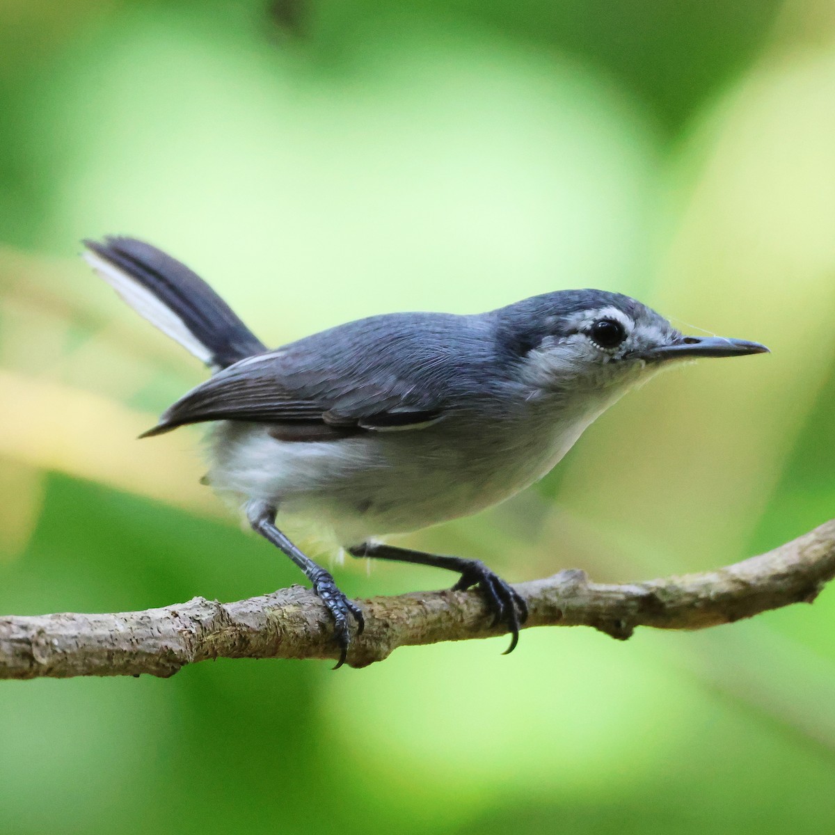 White-browed Gnatcatcher - ML613204339