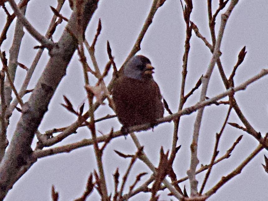 Gray-crowned Rosy-Finch (Hepburn's) - Rob Worona