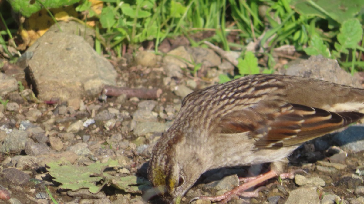 Golden-crowned Sparrow - Gregory Allen