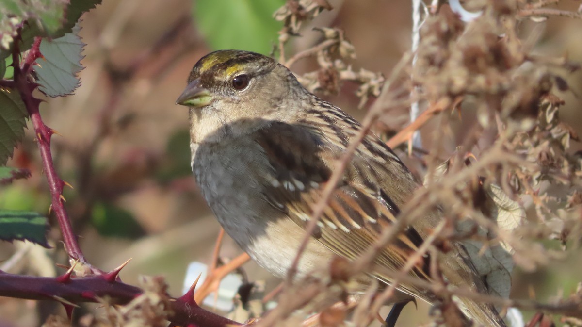 Golden-crowned Sparrow - Gregory Allen