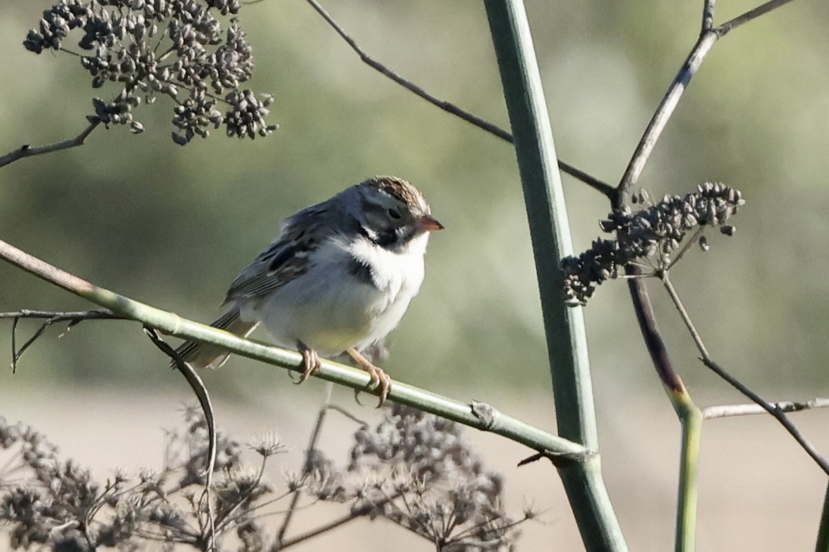Clay-colored Sparrow - ML613204486