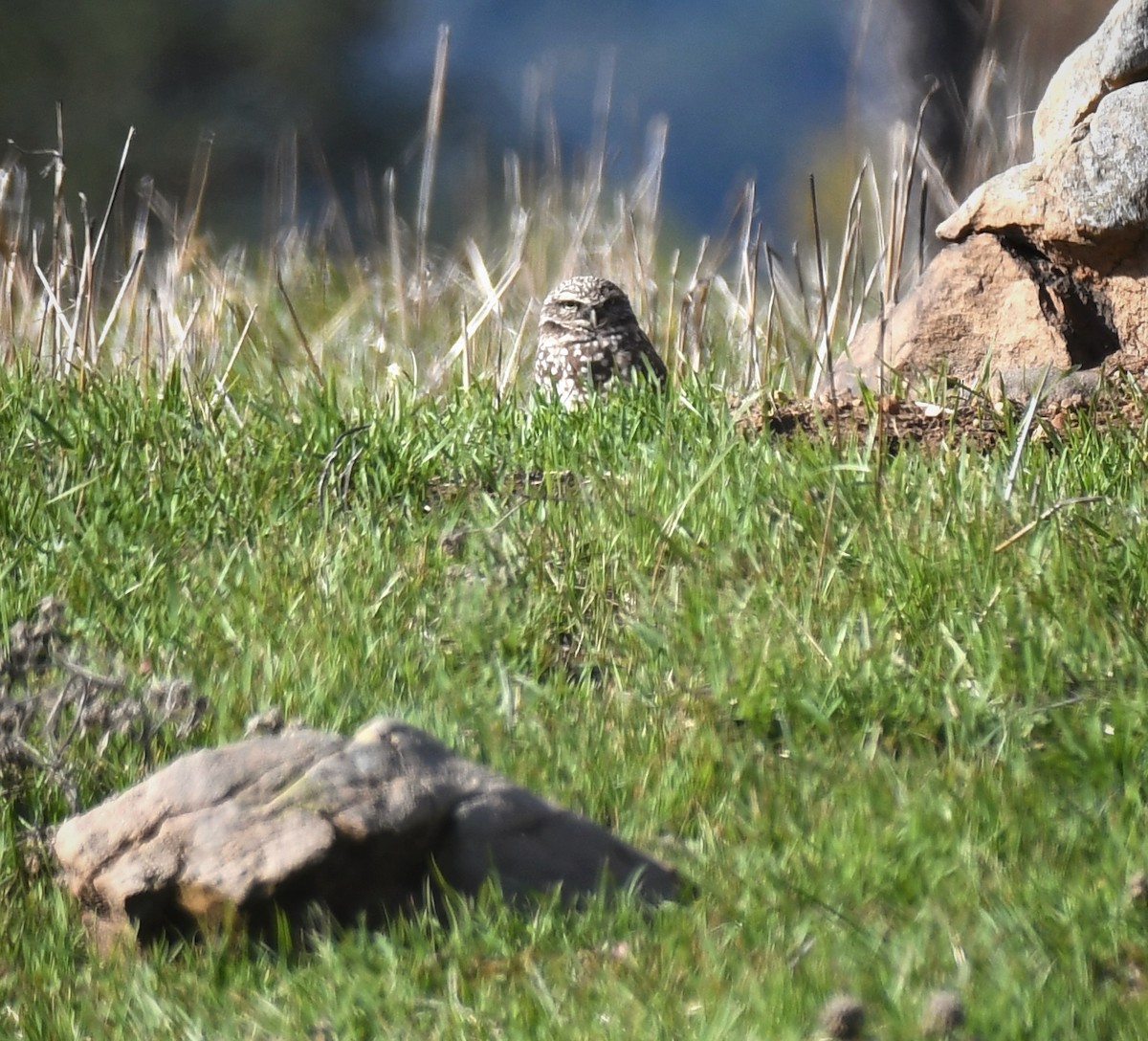 Burrowing Owl - ML613204532