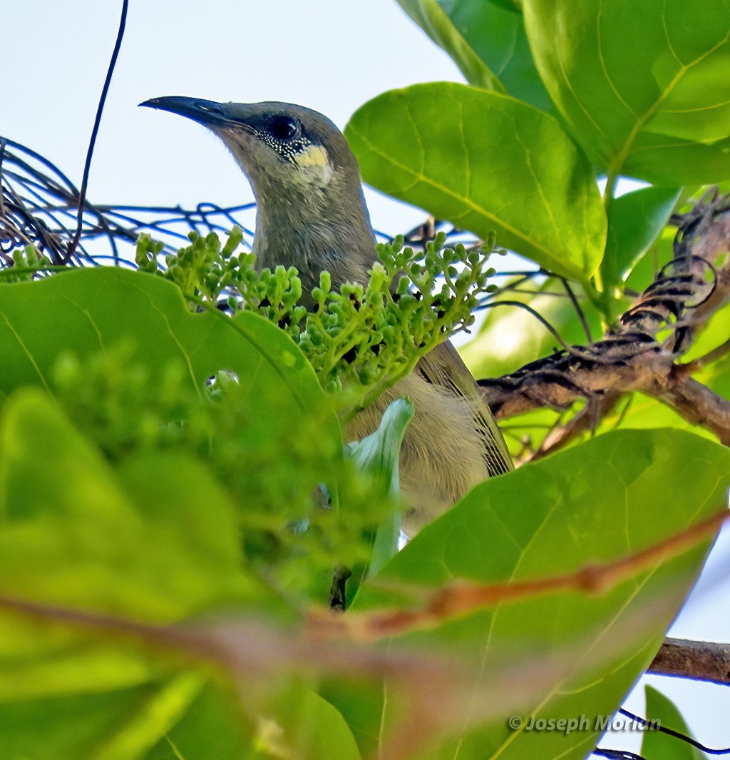 Olive Honeyeater - ML613204577