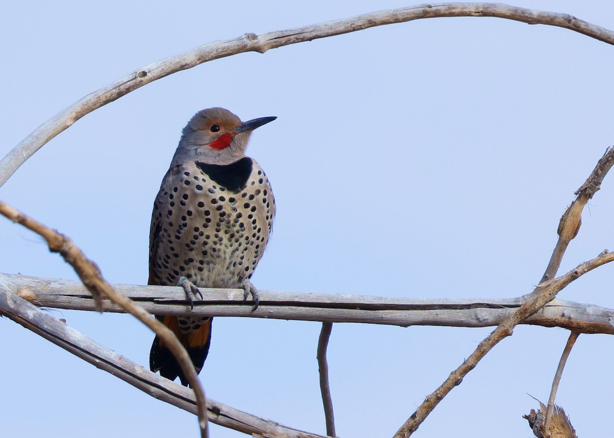 Northern Flicker - ML613204588