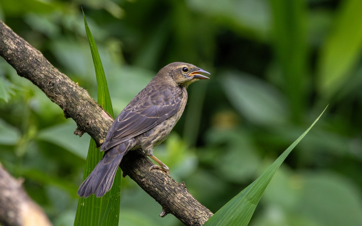 Shiny Cowbird - ML613204598