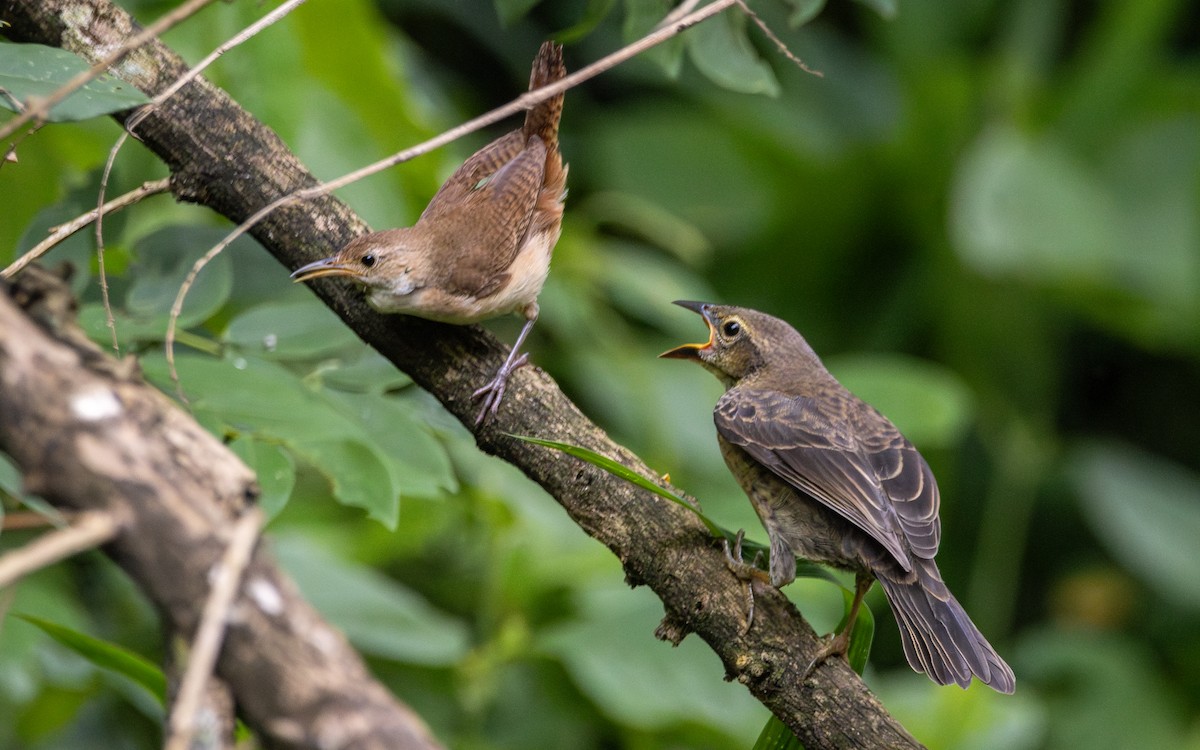 Shiny Cowbird - ML613204601