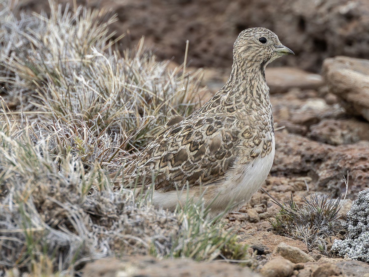 Least Seedsnipe - ML613204621