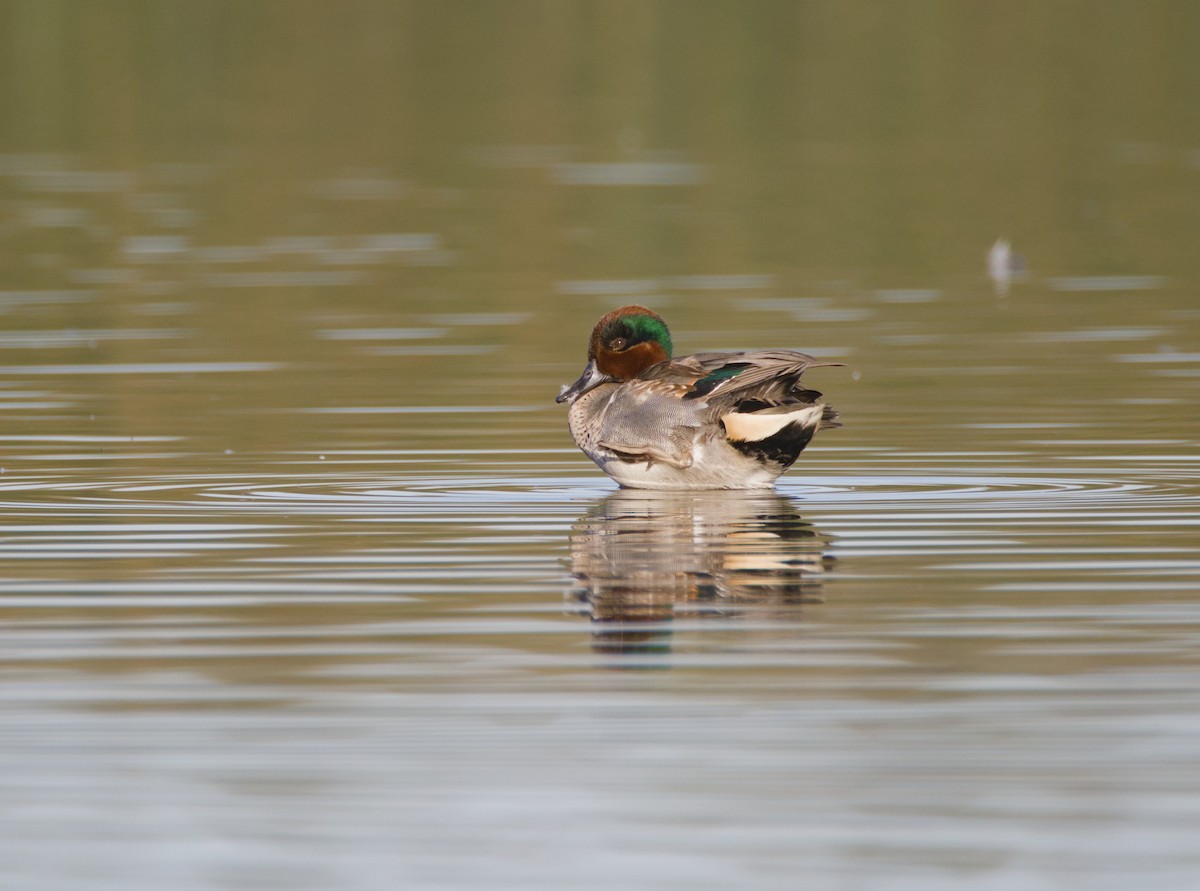 Green-winged Teal - ML613204624