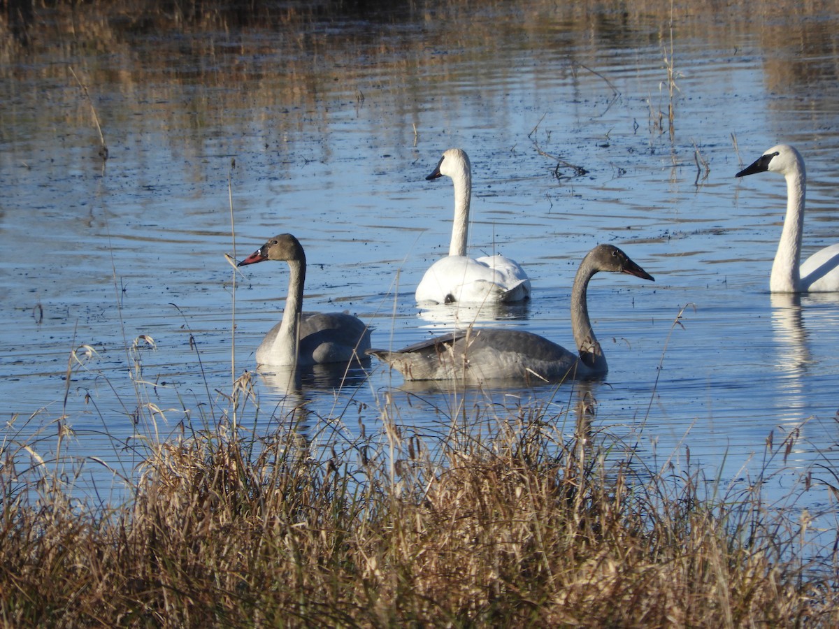 Trumpeter Swan - ML613204631