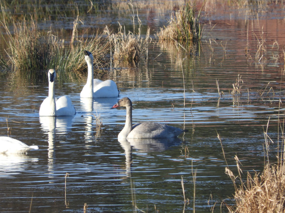 Trumpeter Swan - ML613204632