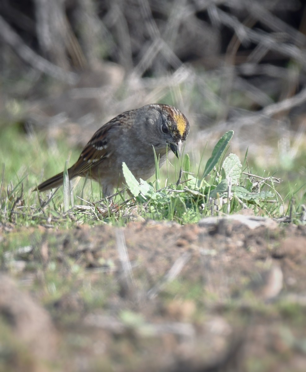 Golden-crowned Sparrow - ML613204657