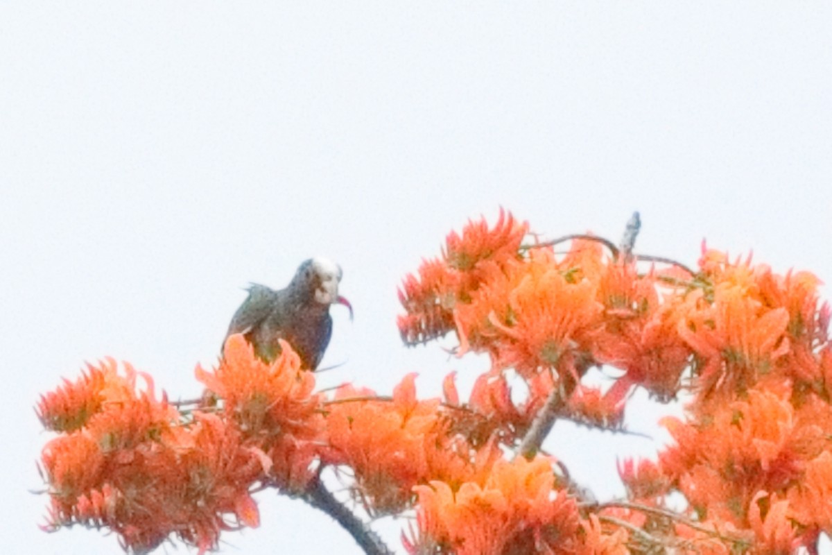 White-crowned Parrot - ML613204668