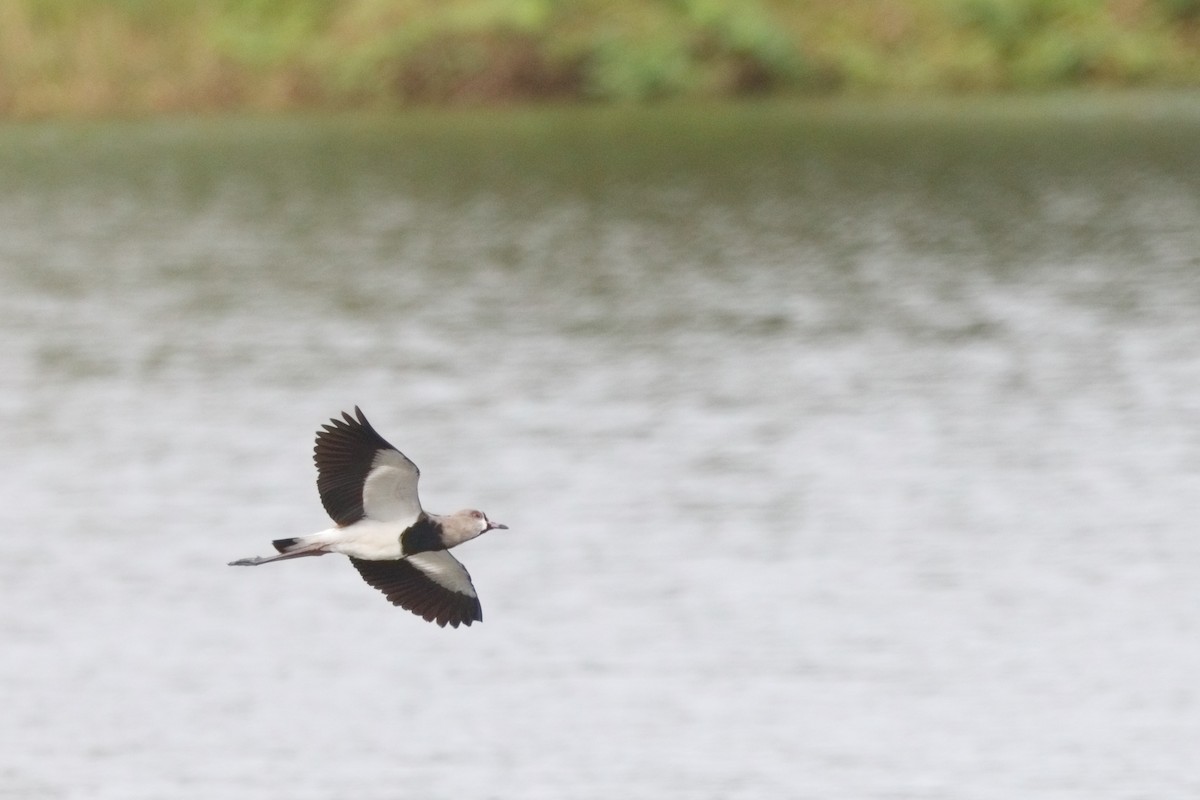 Southern Lapwing - ML613204674