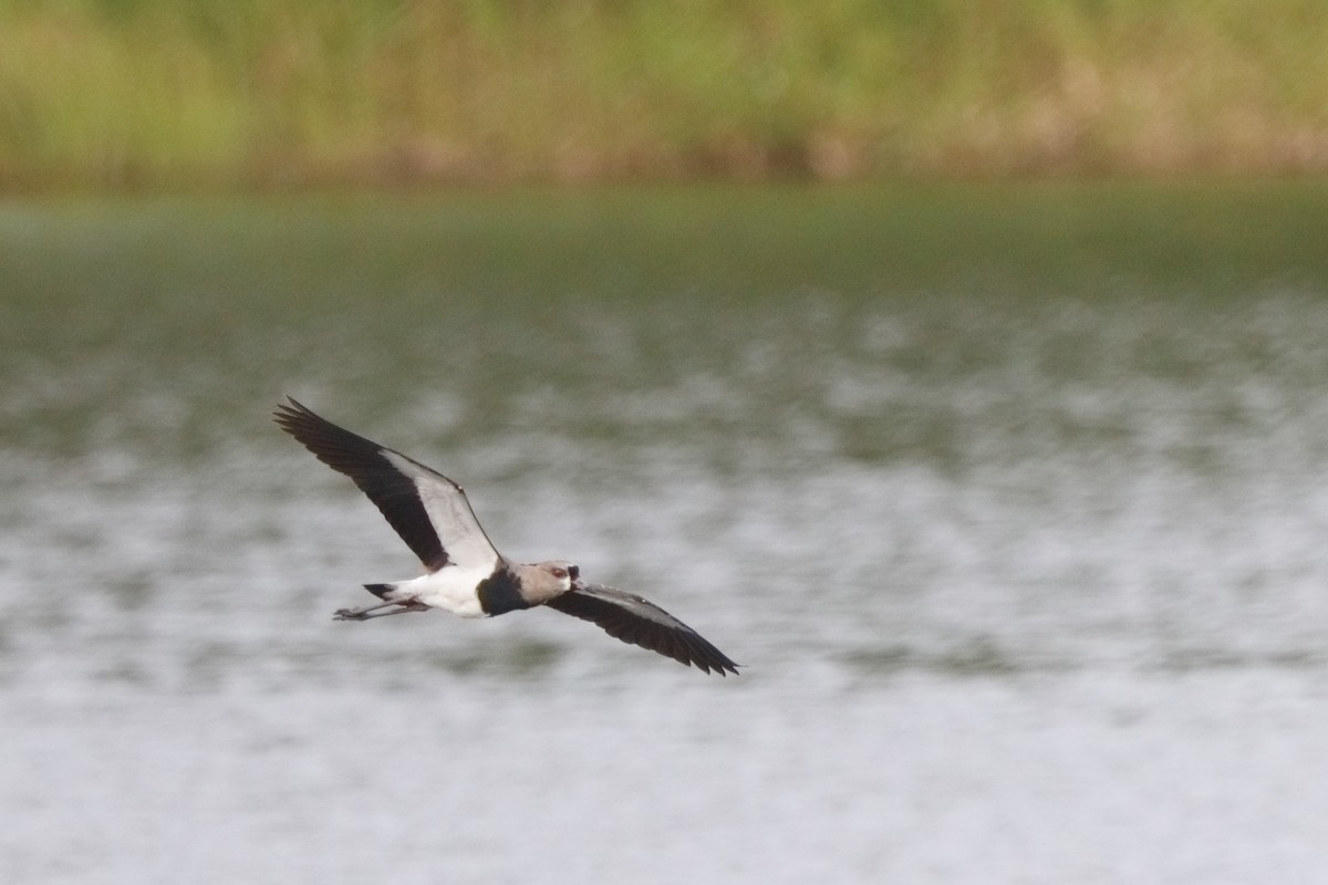 Southern Lapwing - ML613204675