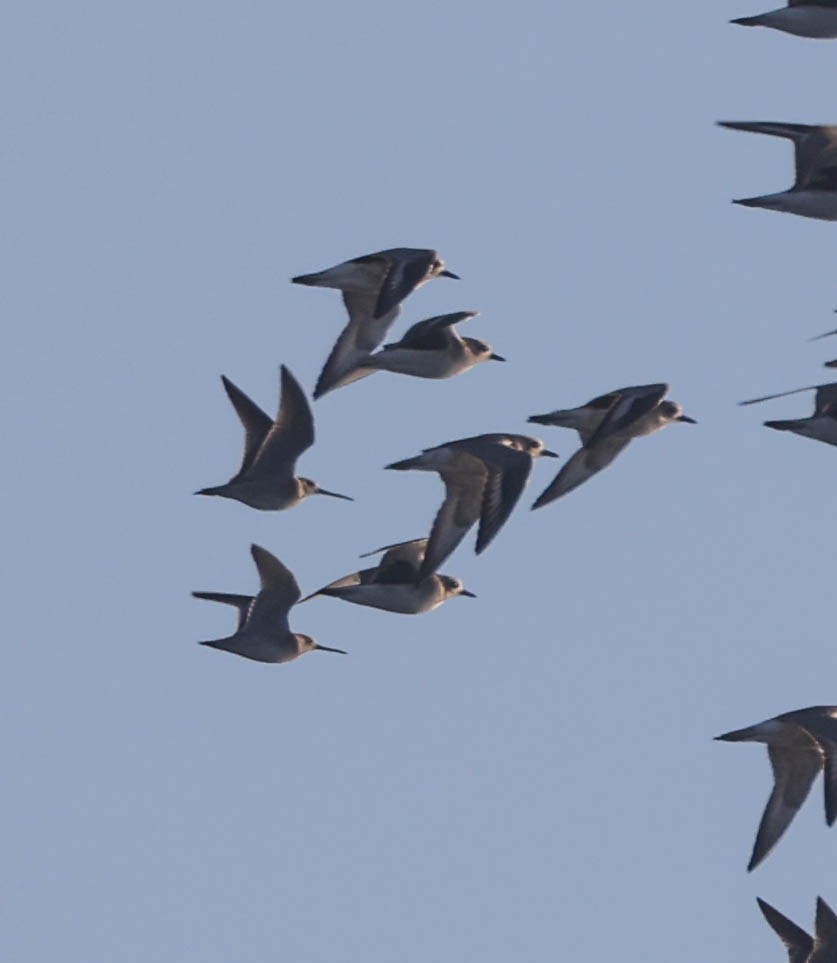 Charadriiformes, unbestimmt - ML613204787