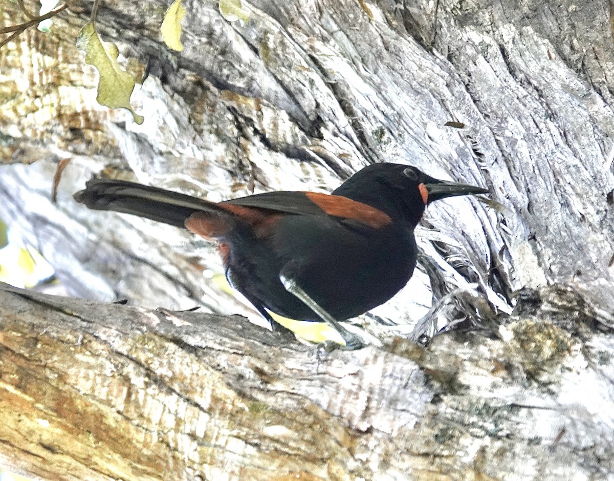 North Island Saddleback - Howie Nielsen