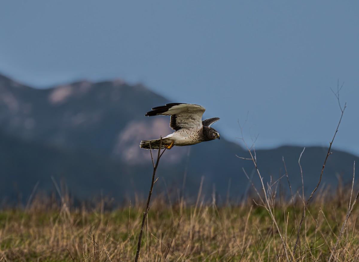 Aguilucho de Hudson - ML613204932