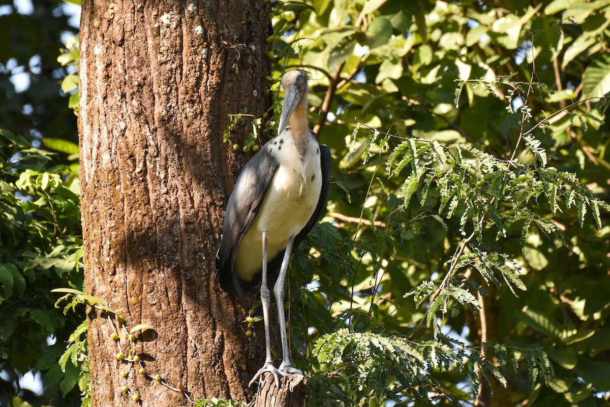 Lesser Adjutant - Vivek Kumar Patel