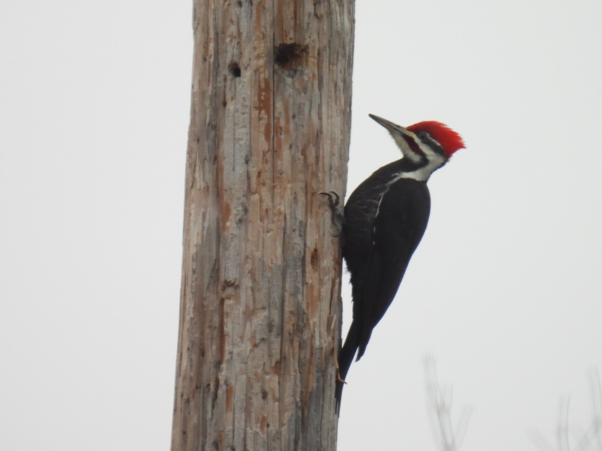 Pileated Woodpecker - ML613204973