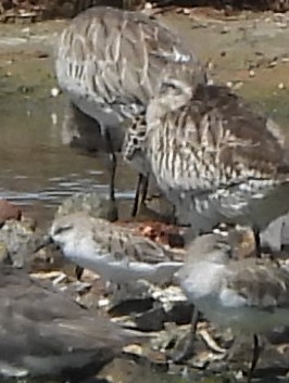 Red-necked Stint - ML613205031