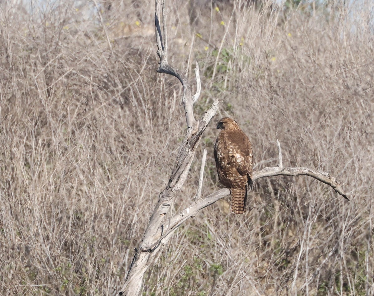 Red-tailed Hawk - ML613205068