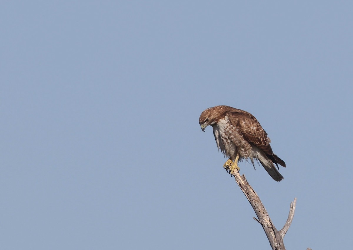 Red-tailed Hawk - ML613205069