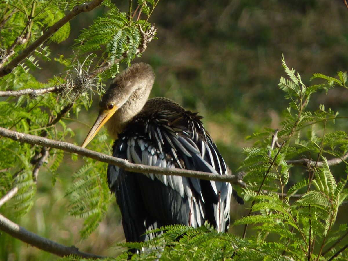 アメリカヘビウ - ML613205081