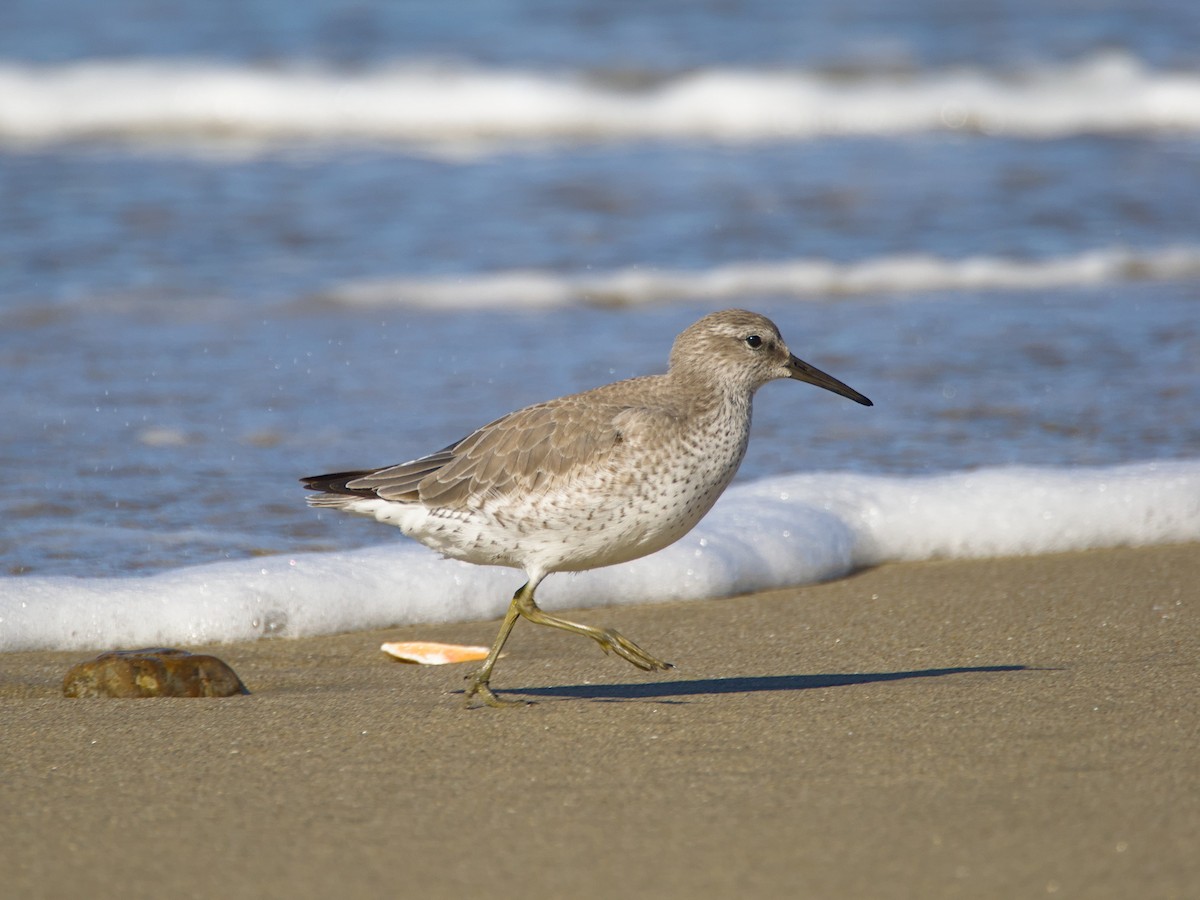 Red Knot - ML613205094