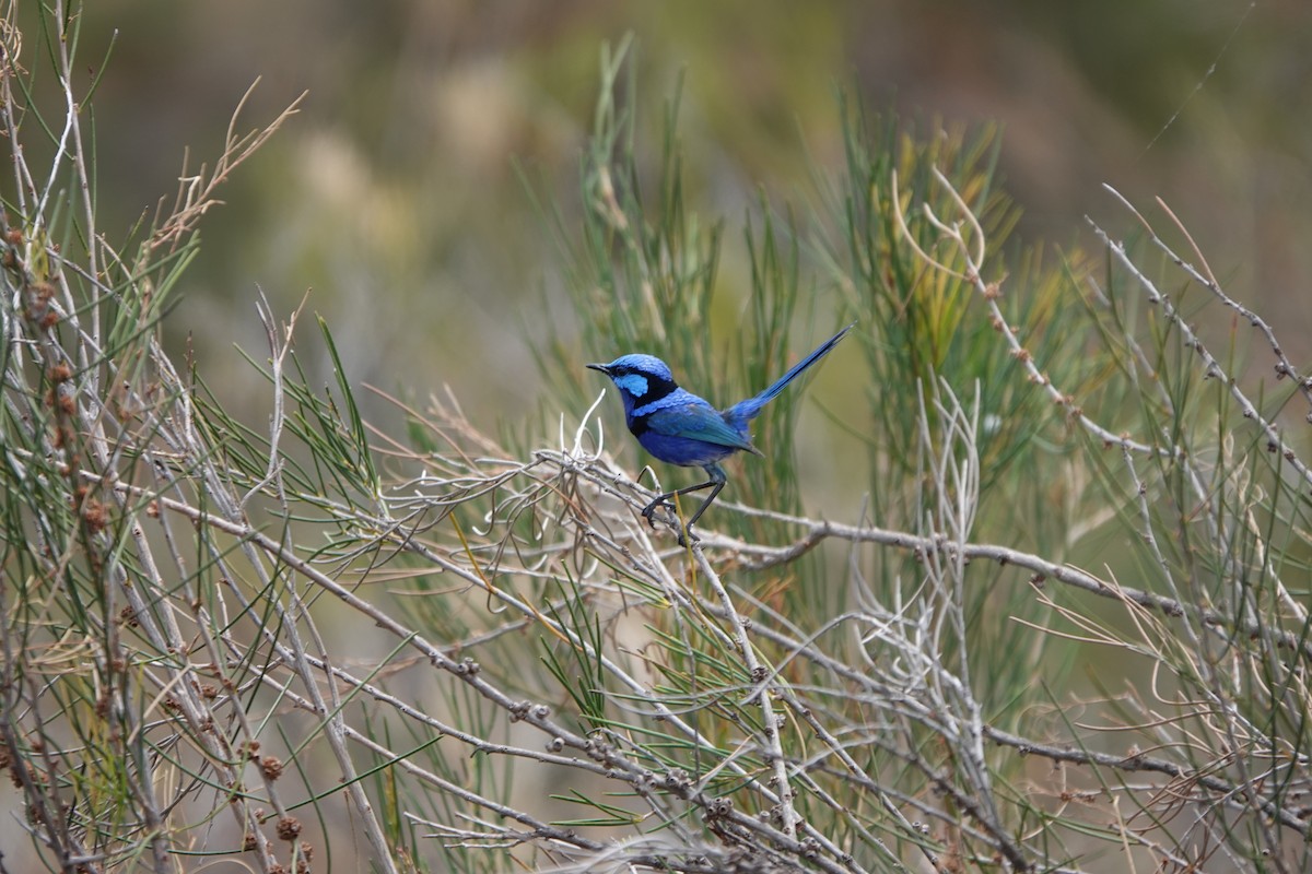 Splendid Fairywren - ML613205108