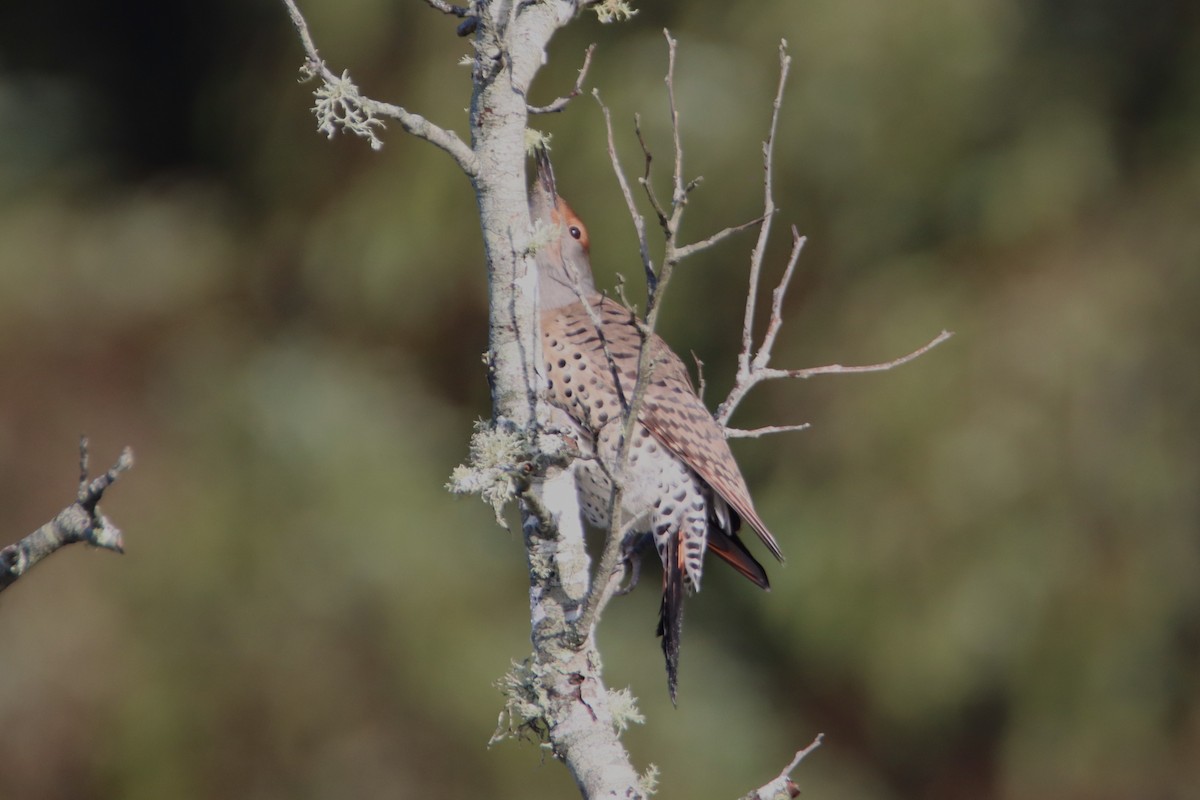 Northern Flicker (Red-shafted) - ML613205123