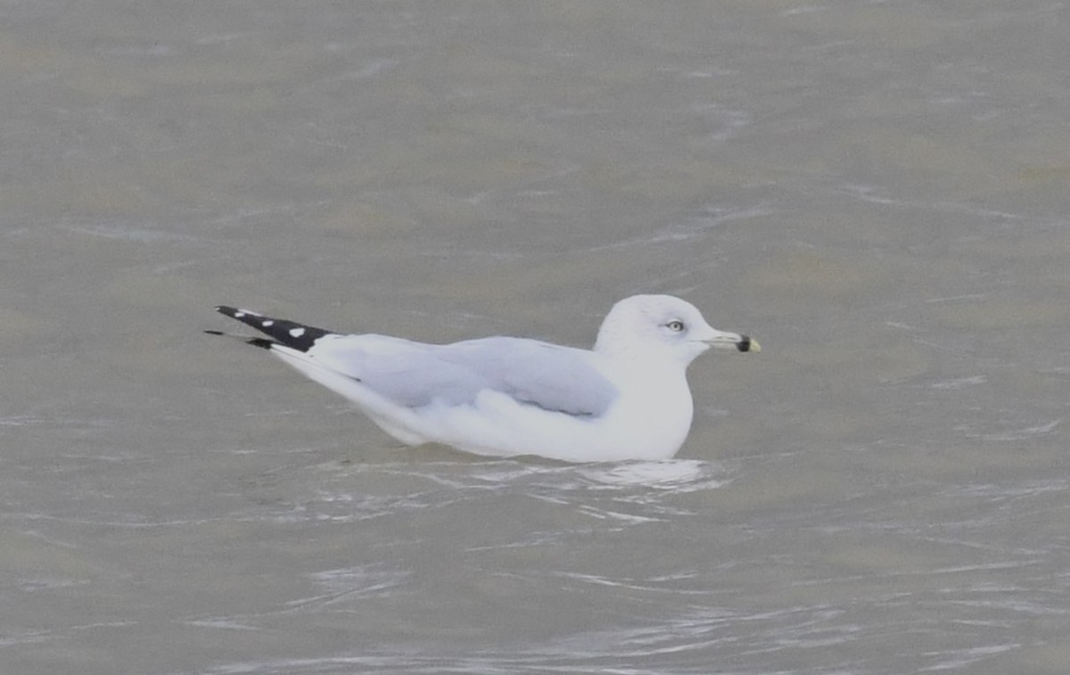 Ring-billed Gull - ML613205172