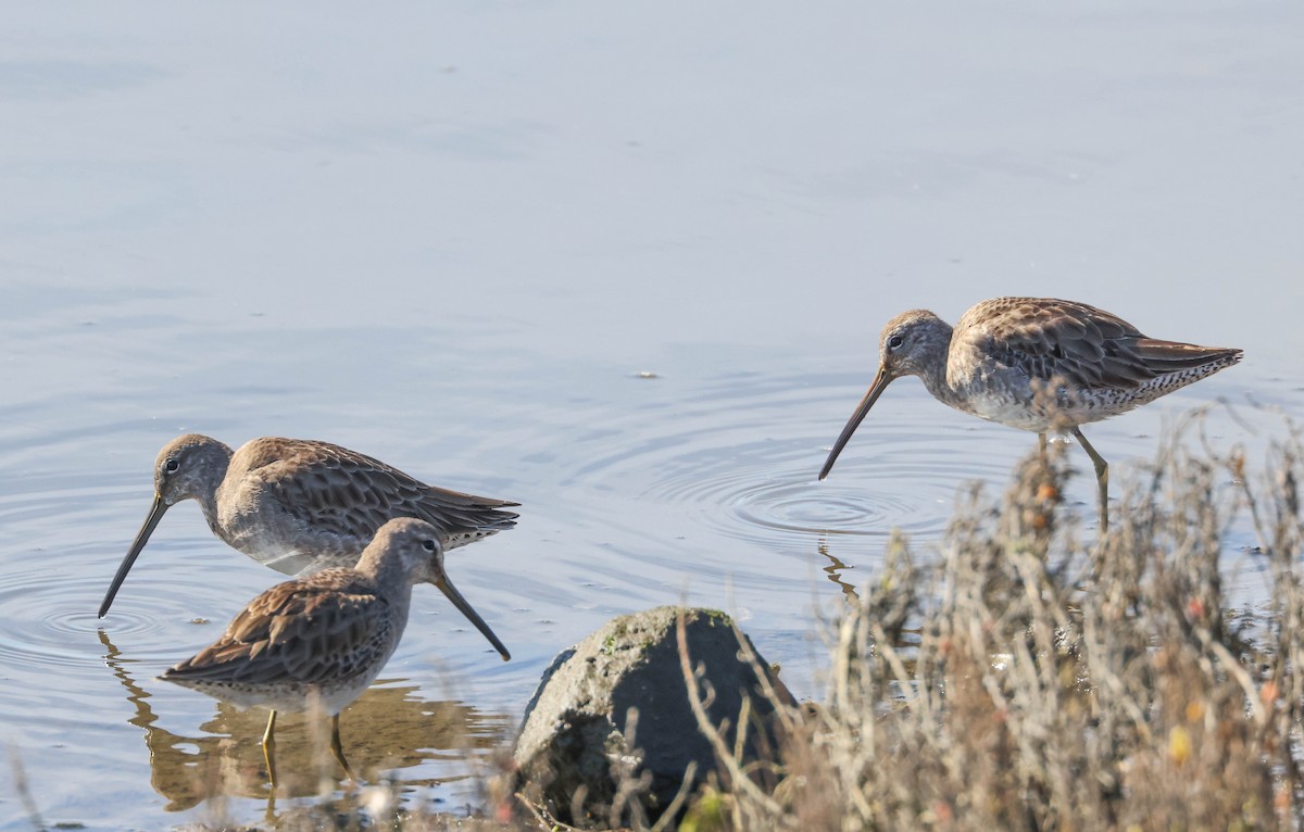 Long-billed Dowitcher - ML613205262