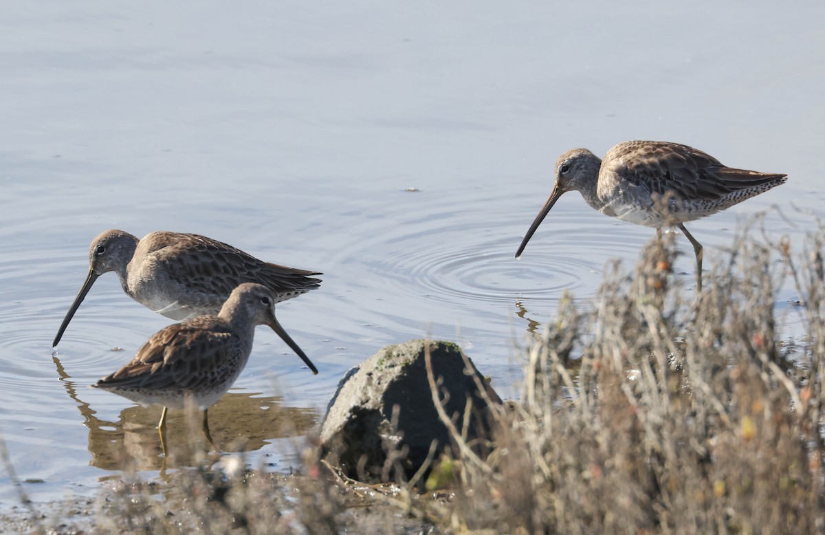 Long-billed Dowitcher - ML613205264
