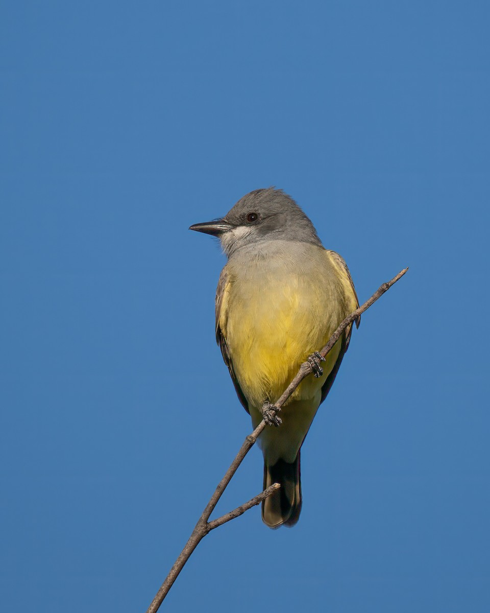 Cassin's Kingbird - ML613205334