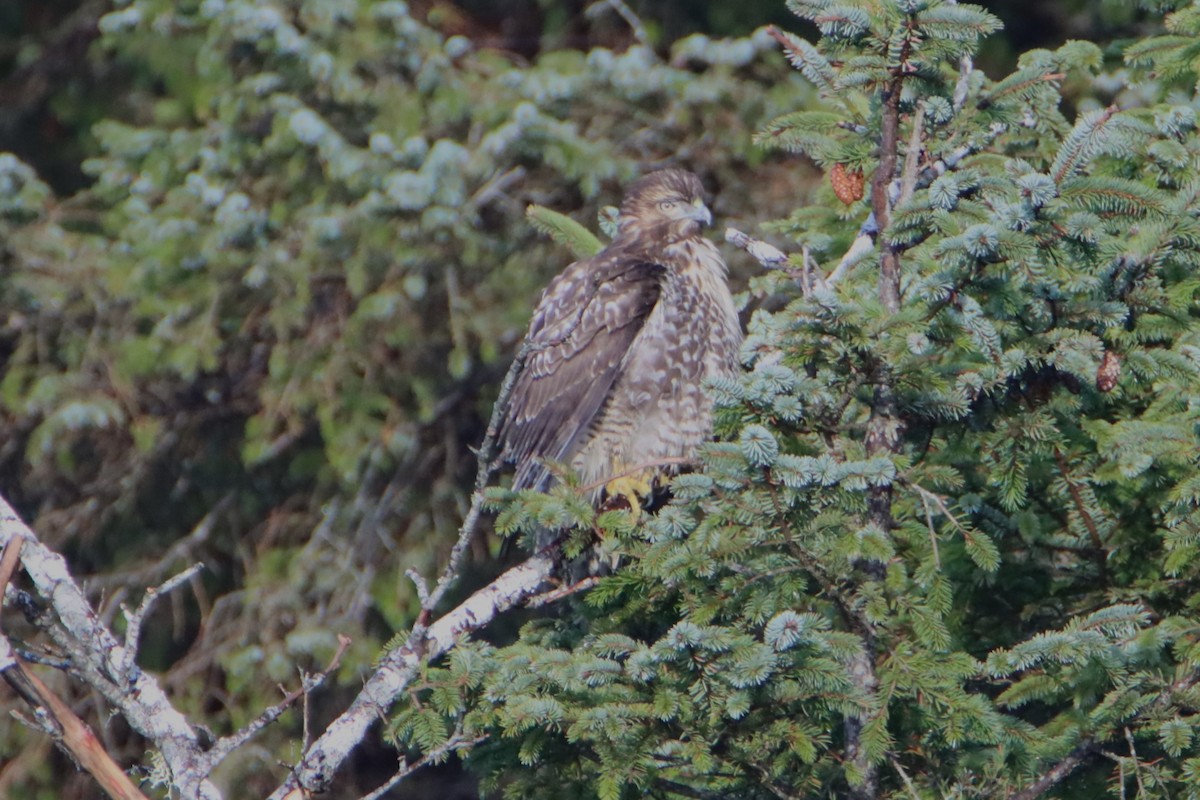 Red-tailed Hawk - ML613205360