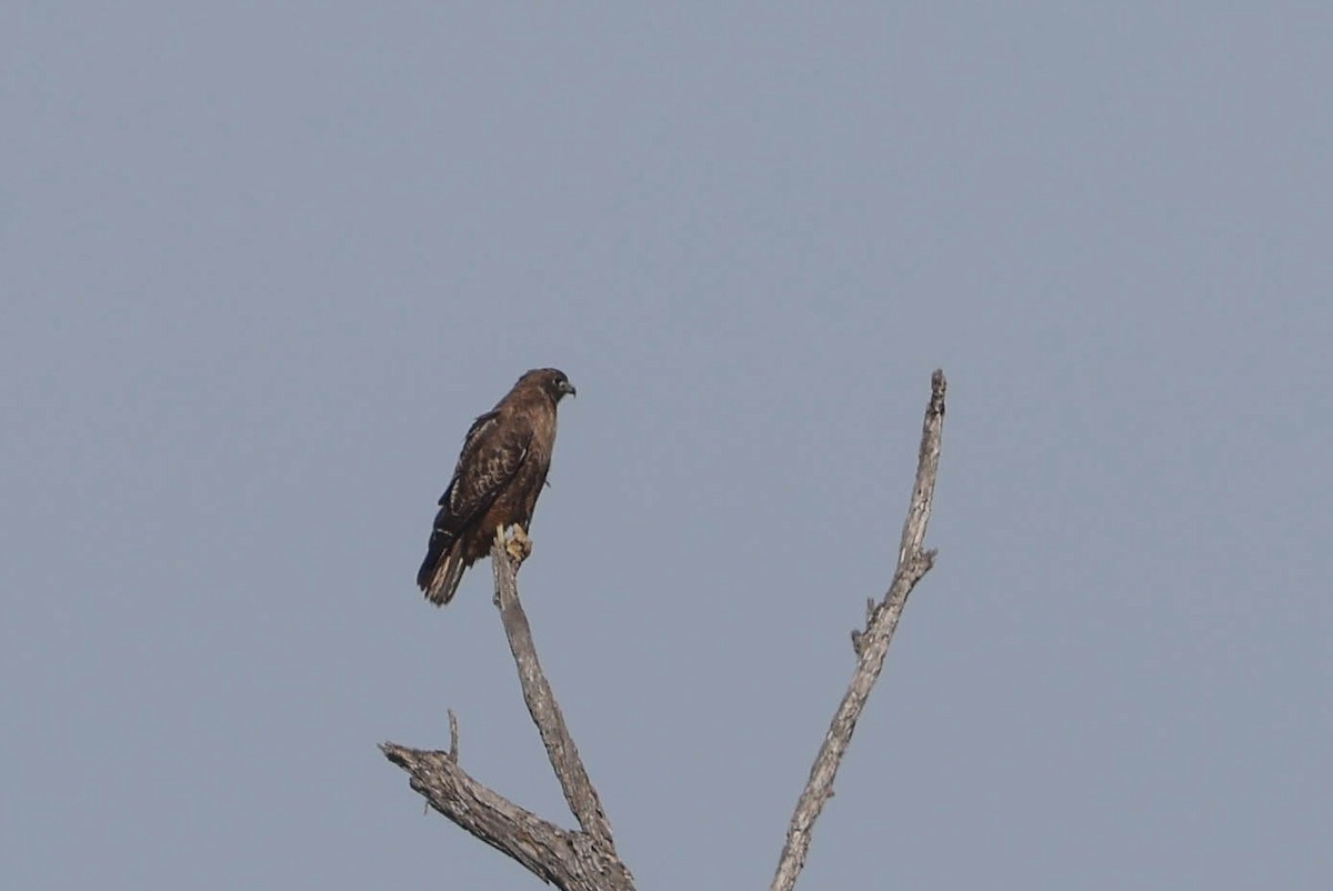 Red-tailed Hawk - ML613205361