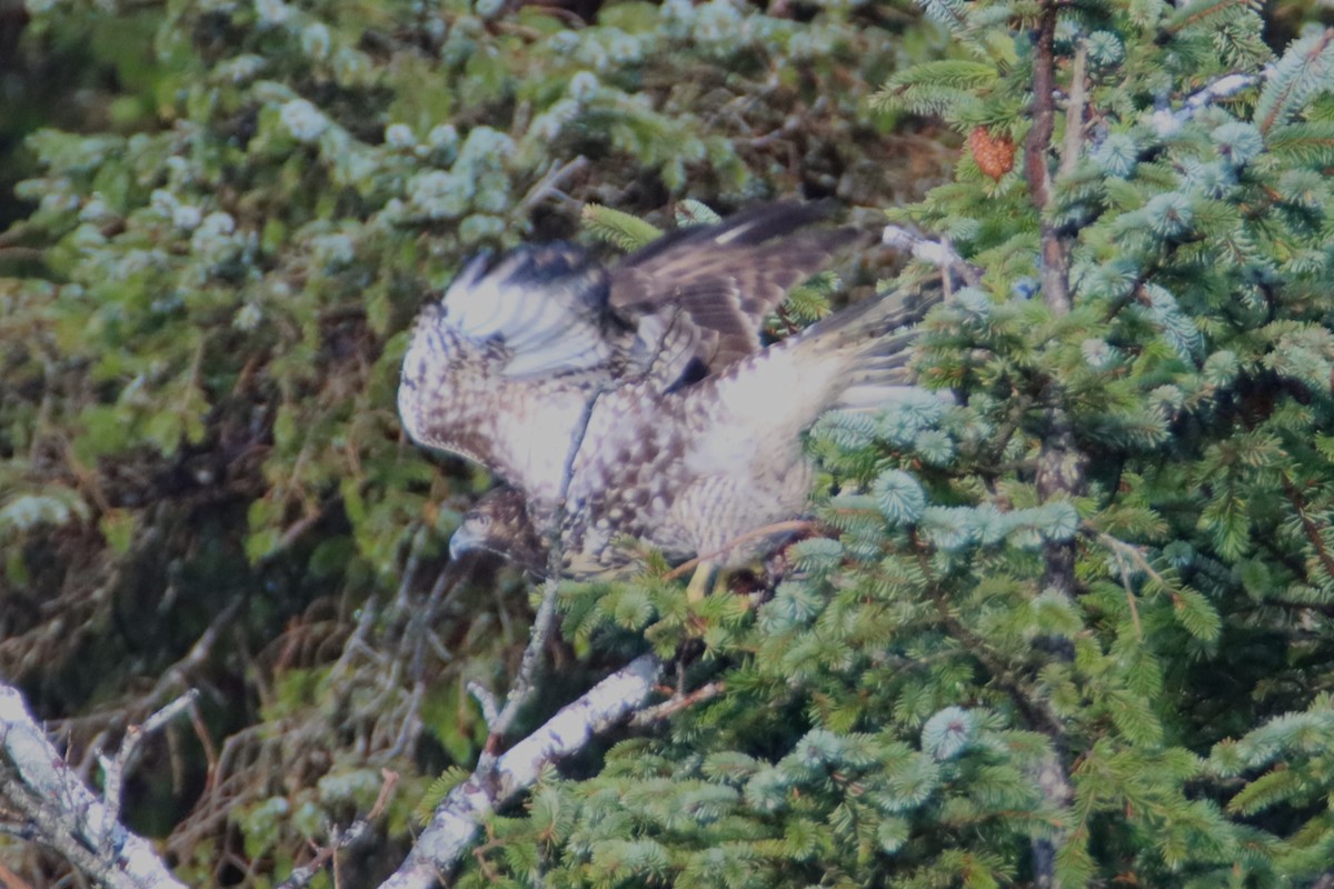 Red-tailed Hawk - ML613205364