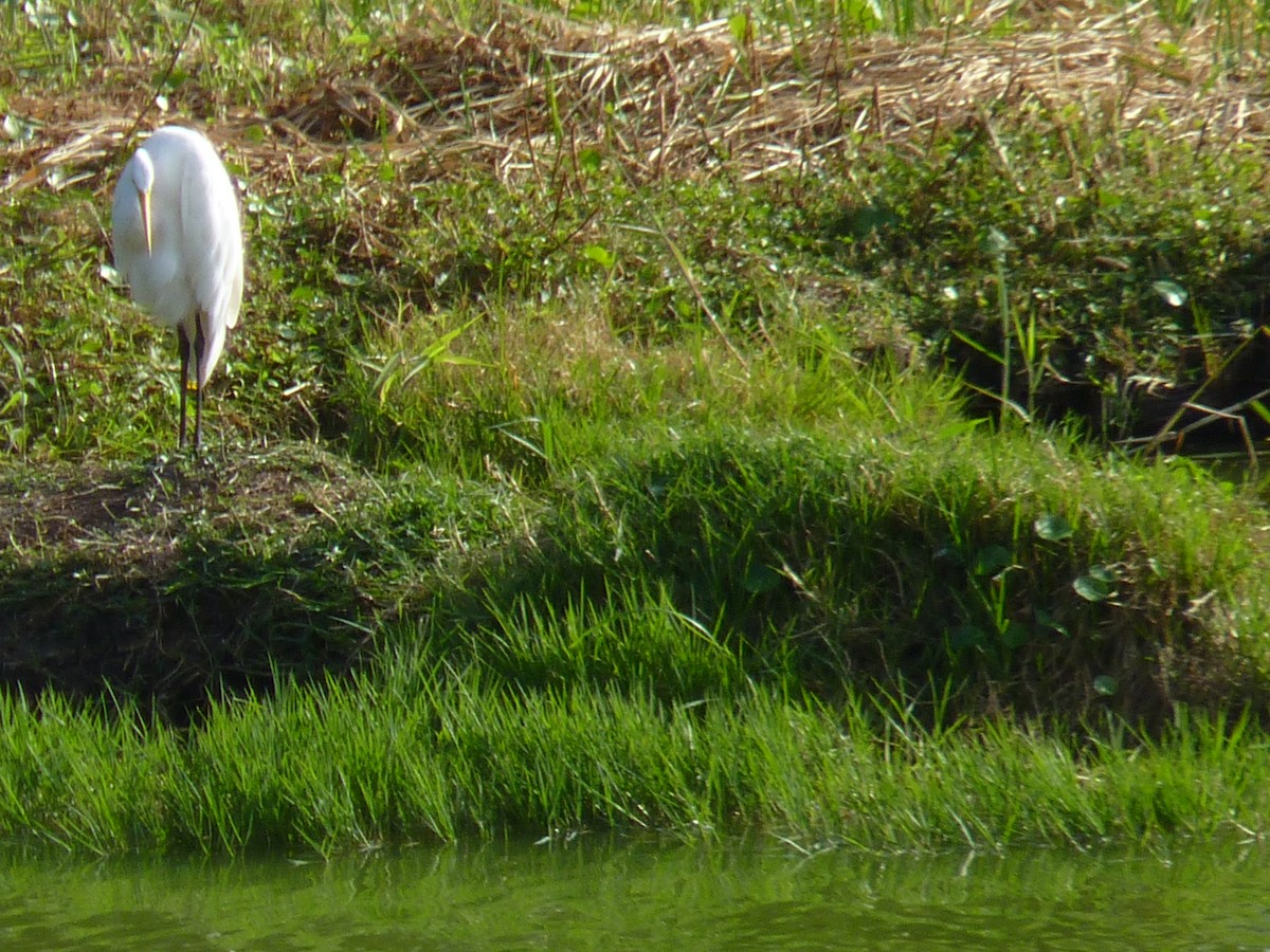 Great Egret - ML613205397