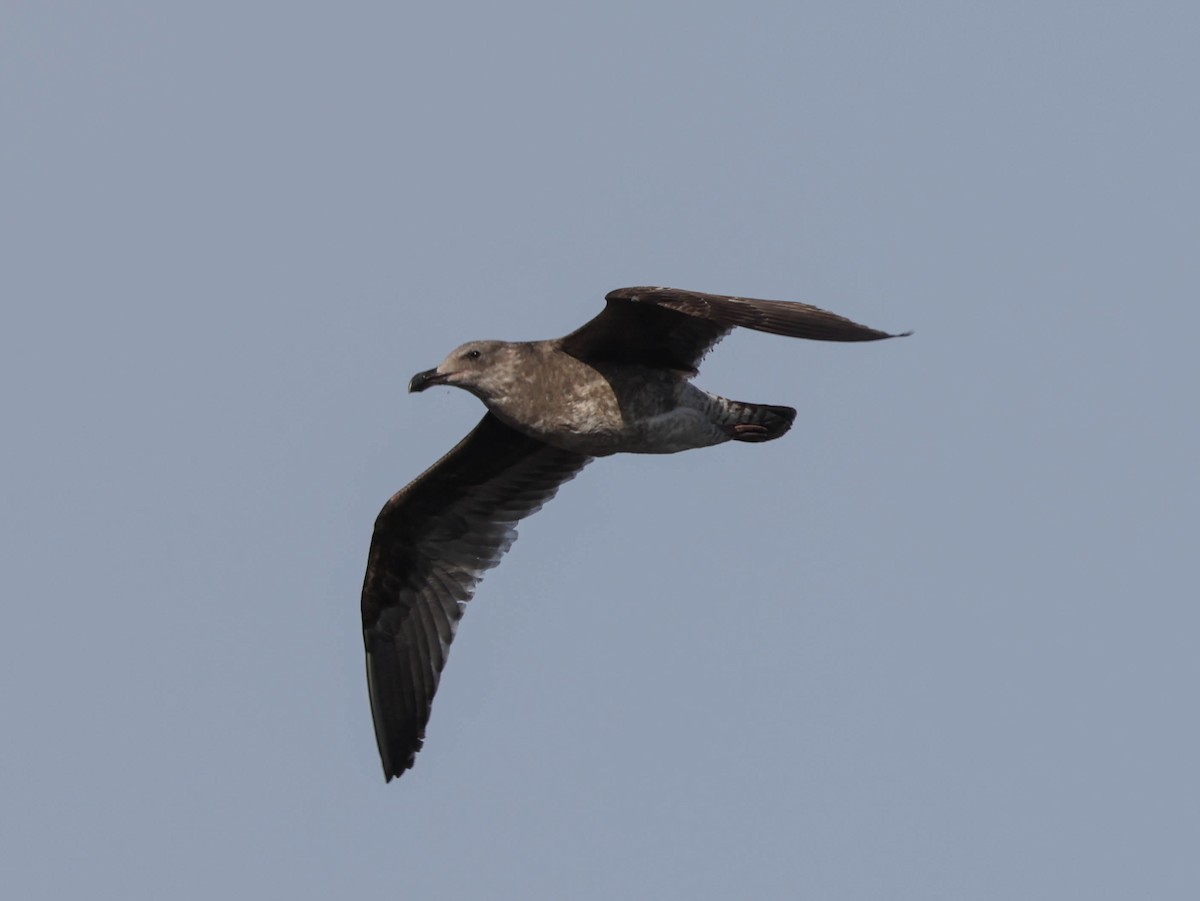 Western Gull - ML613205425