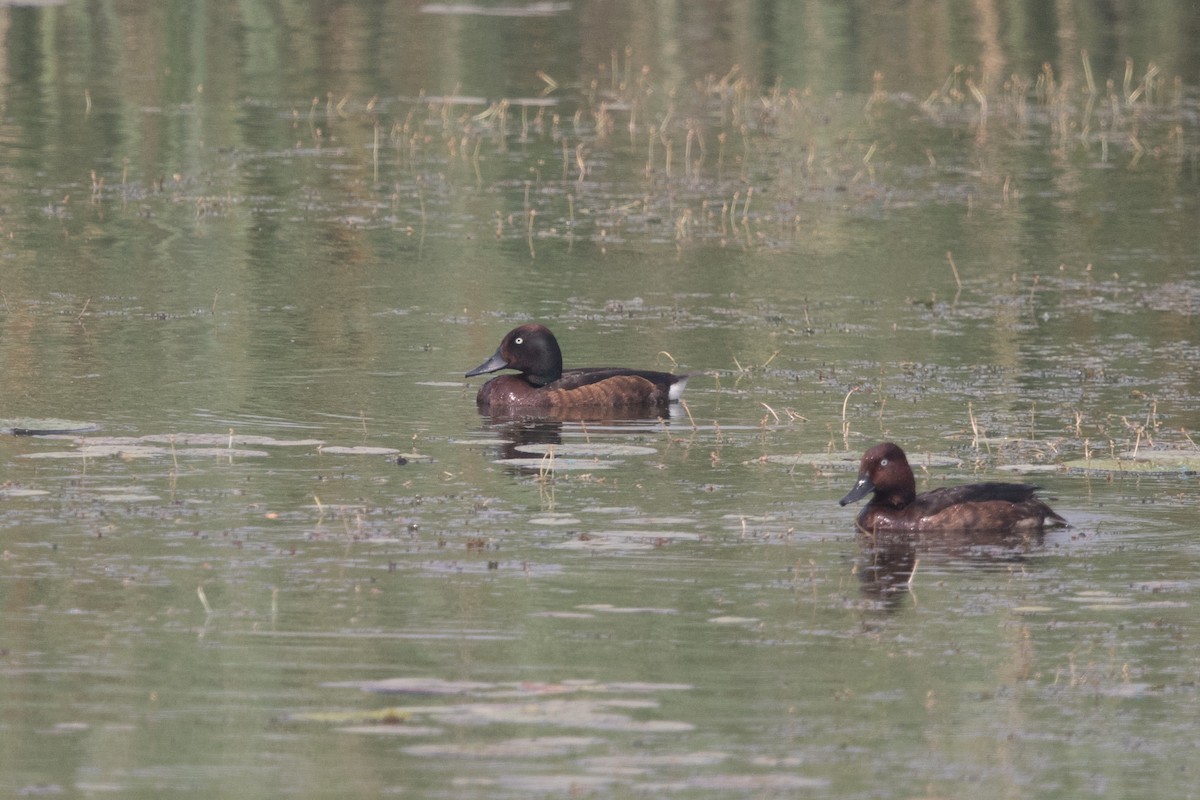 polák malý x amurský (hybrid) - ML613205437