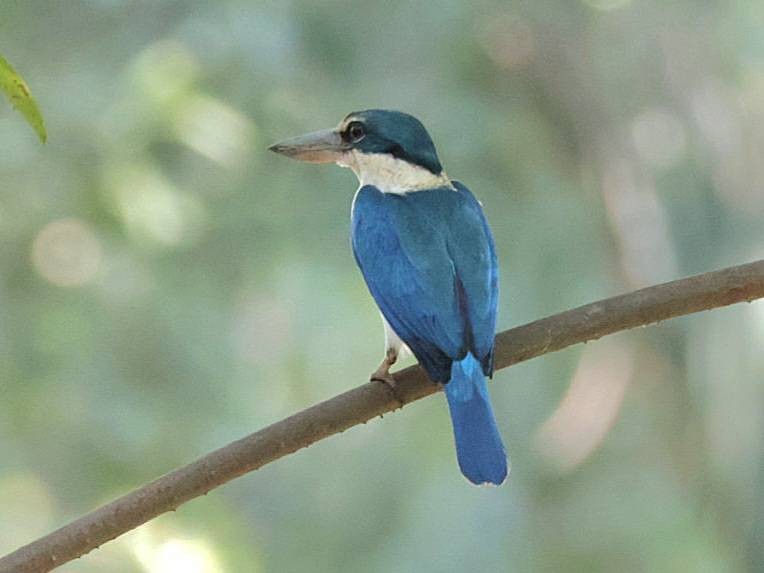 Collared Kingfisher - ML613205470