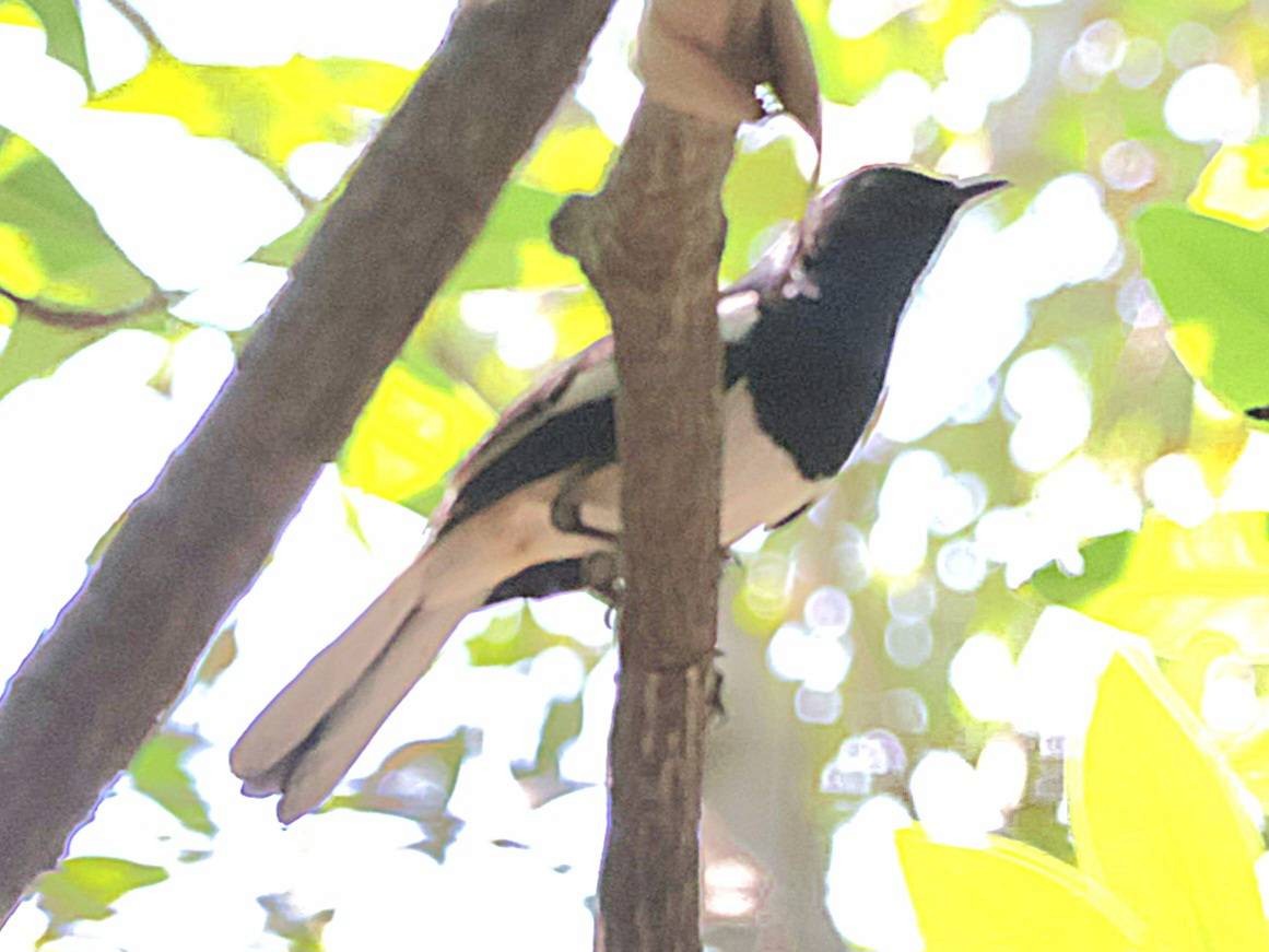 Oriental Magpie-Robin - ML613205472