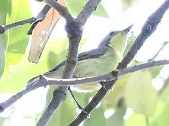 Ornate Sunbird - ML613205478