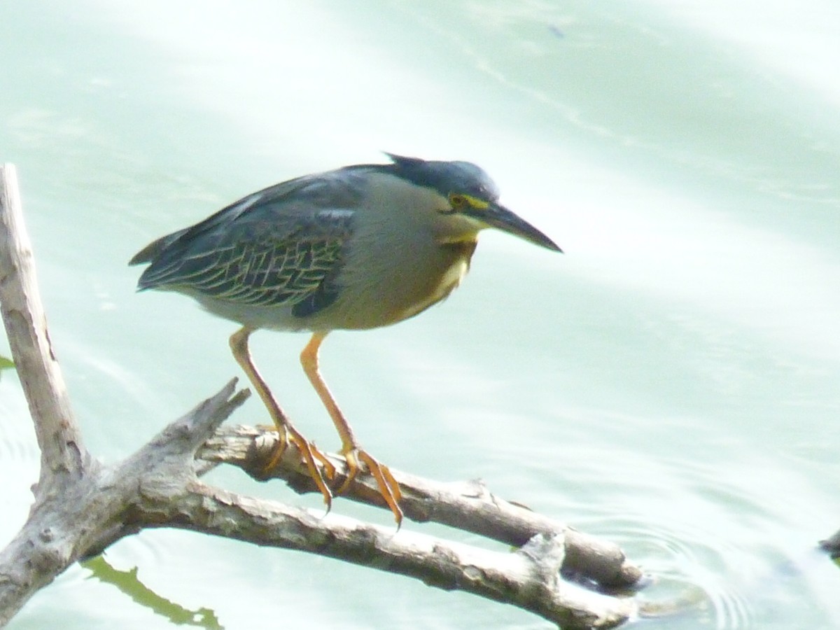 Striated Heron - ML613205490