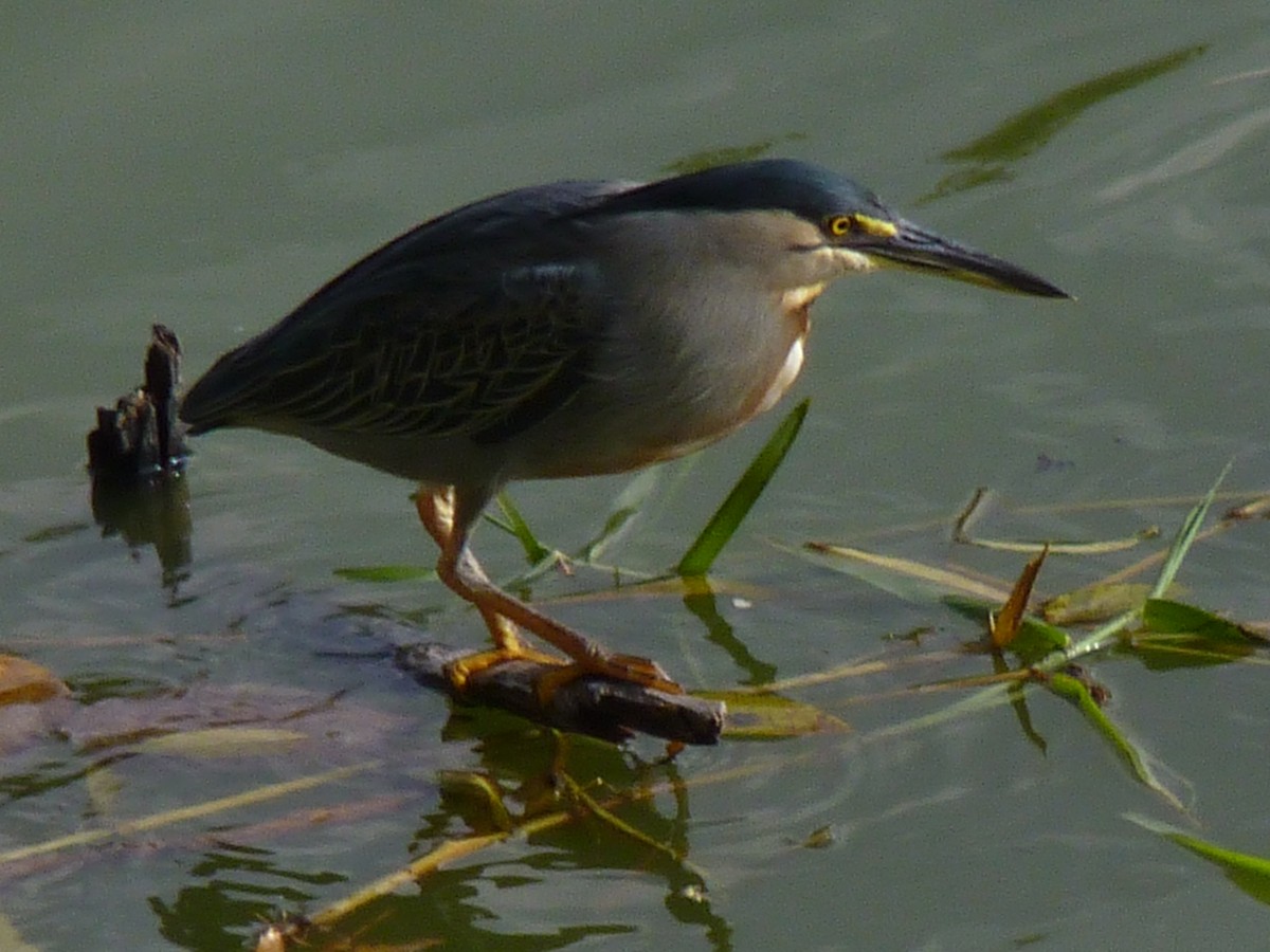 Striated Heron - ML613205491