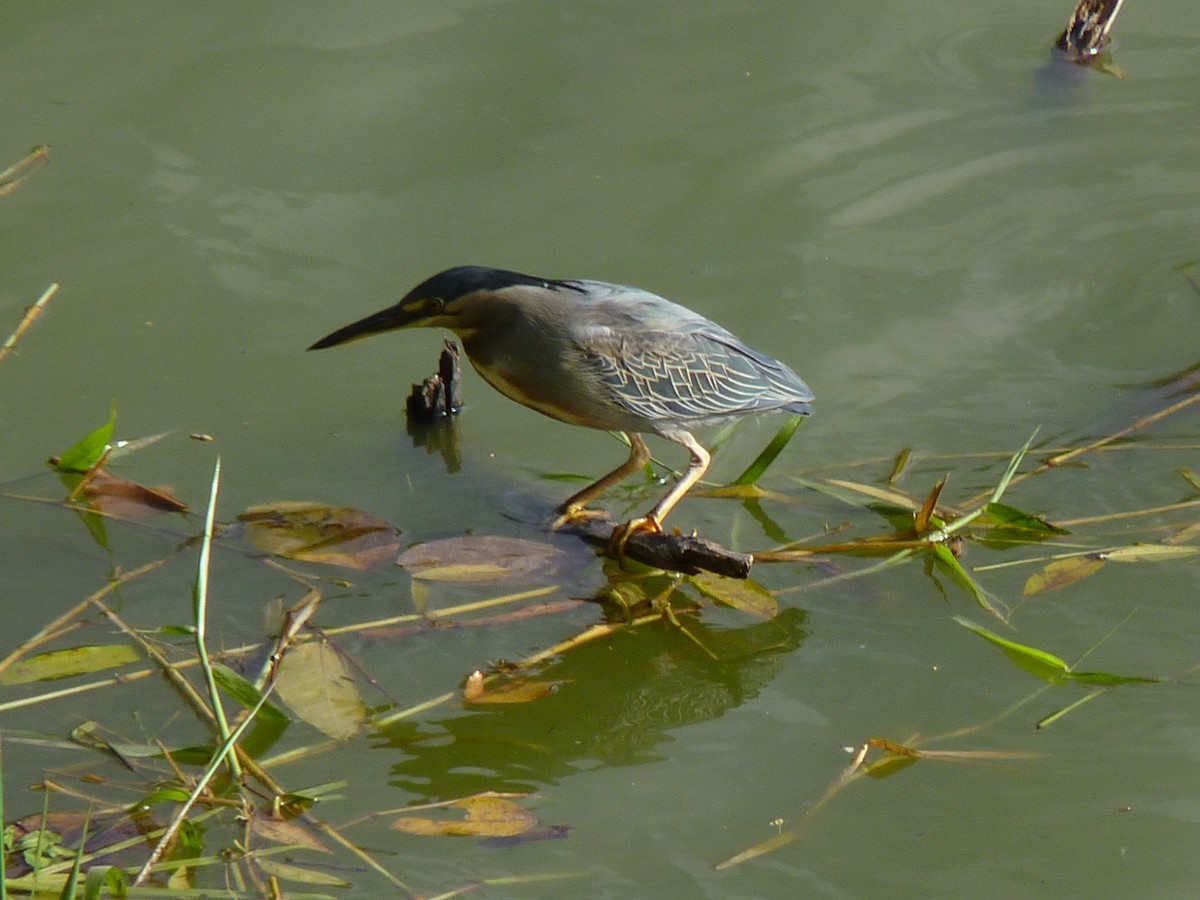 Striated Heron - ML613205492