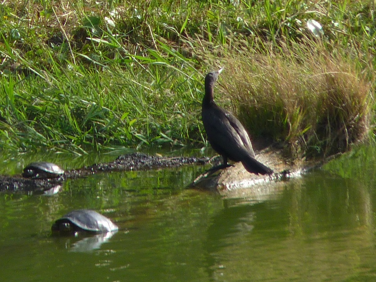 Neotropic Cormorant - ML613205562